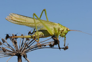 Caldo record e sciami di cavallette: rischio per il foraggio